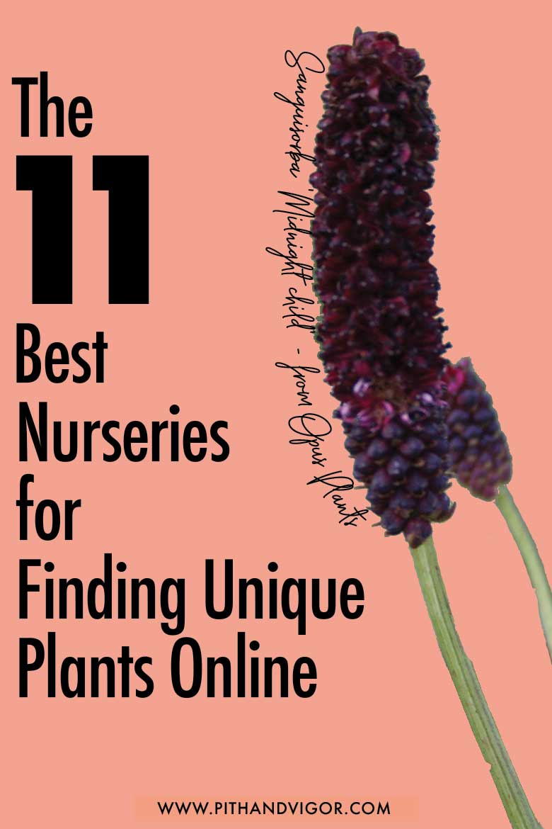 Buy plants online The 11 Best Nurseries for Unique Plants PITH
