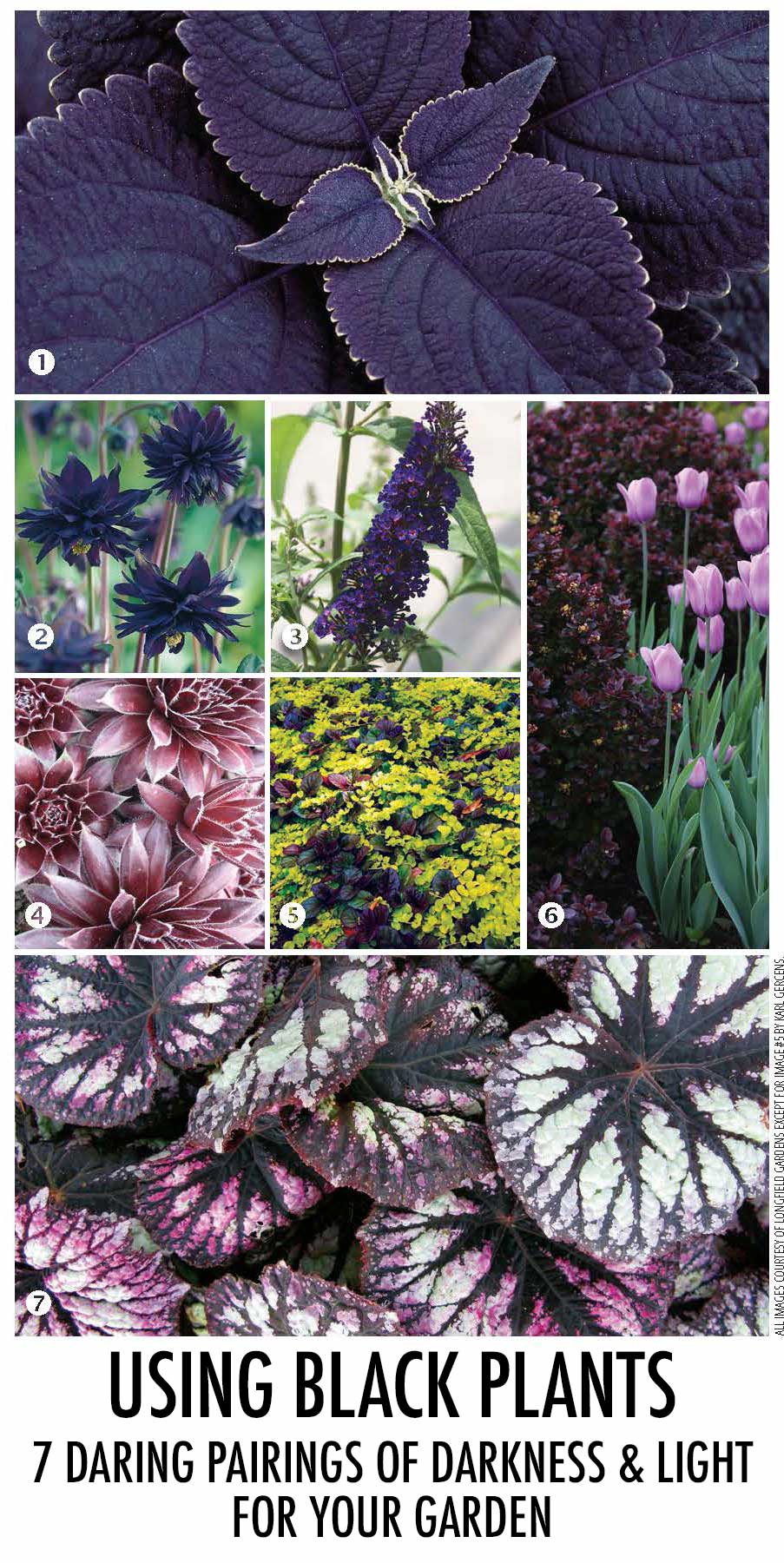 Using Black Plants Seven Daring Pairings of Darkness & Light for Your