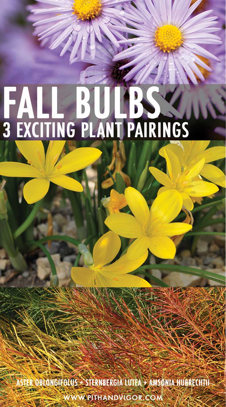 Fall Bulbs 7 Autumn Flowering Bulbs and Companion Plants to Extend