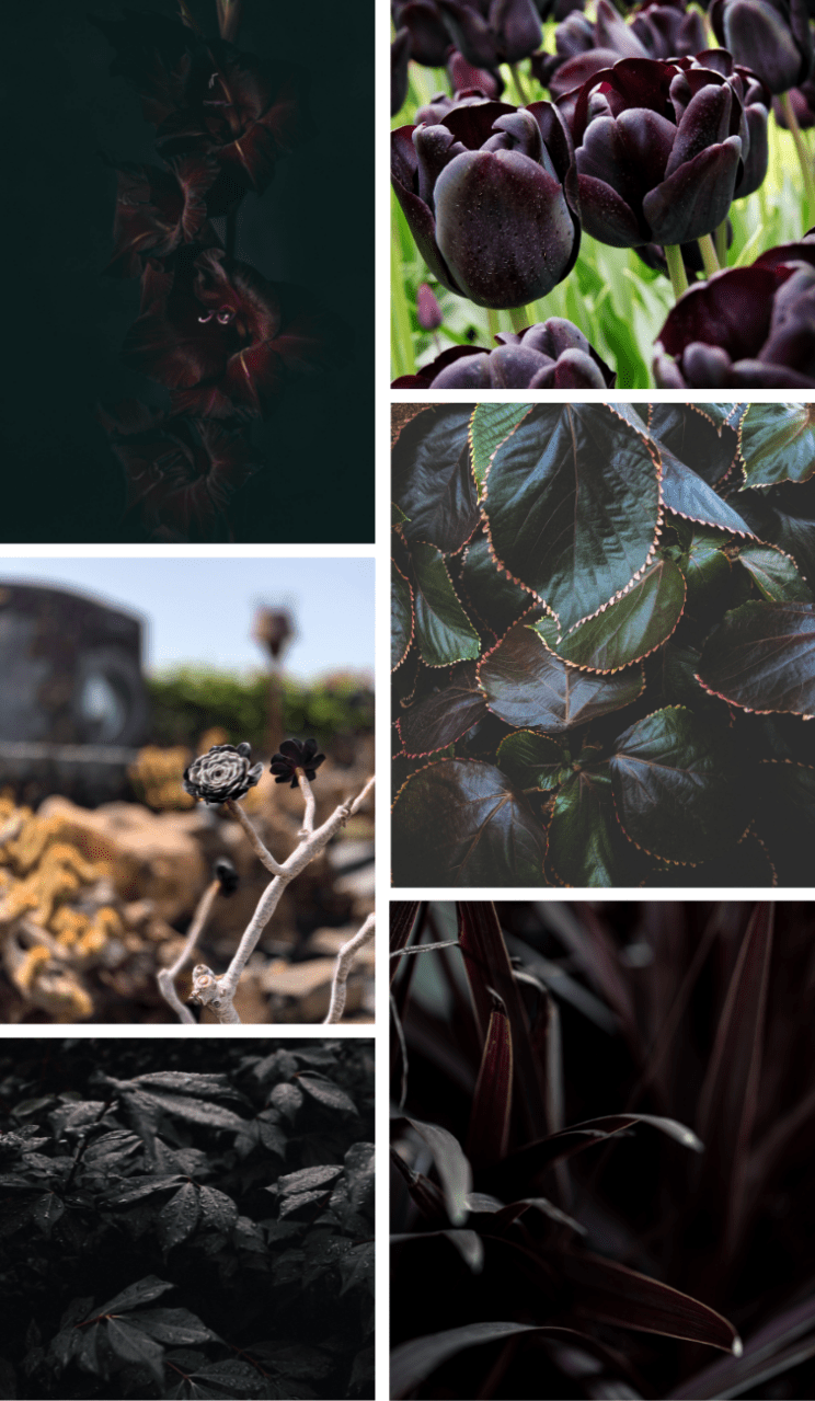 The Strange Seduction of Black Flowers How to Use Them in your Garden