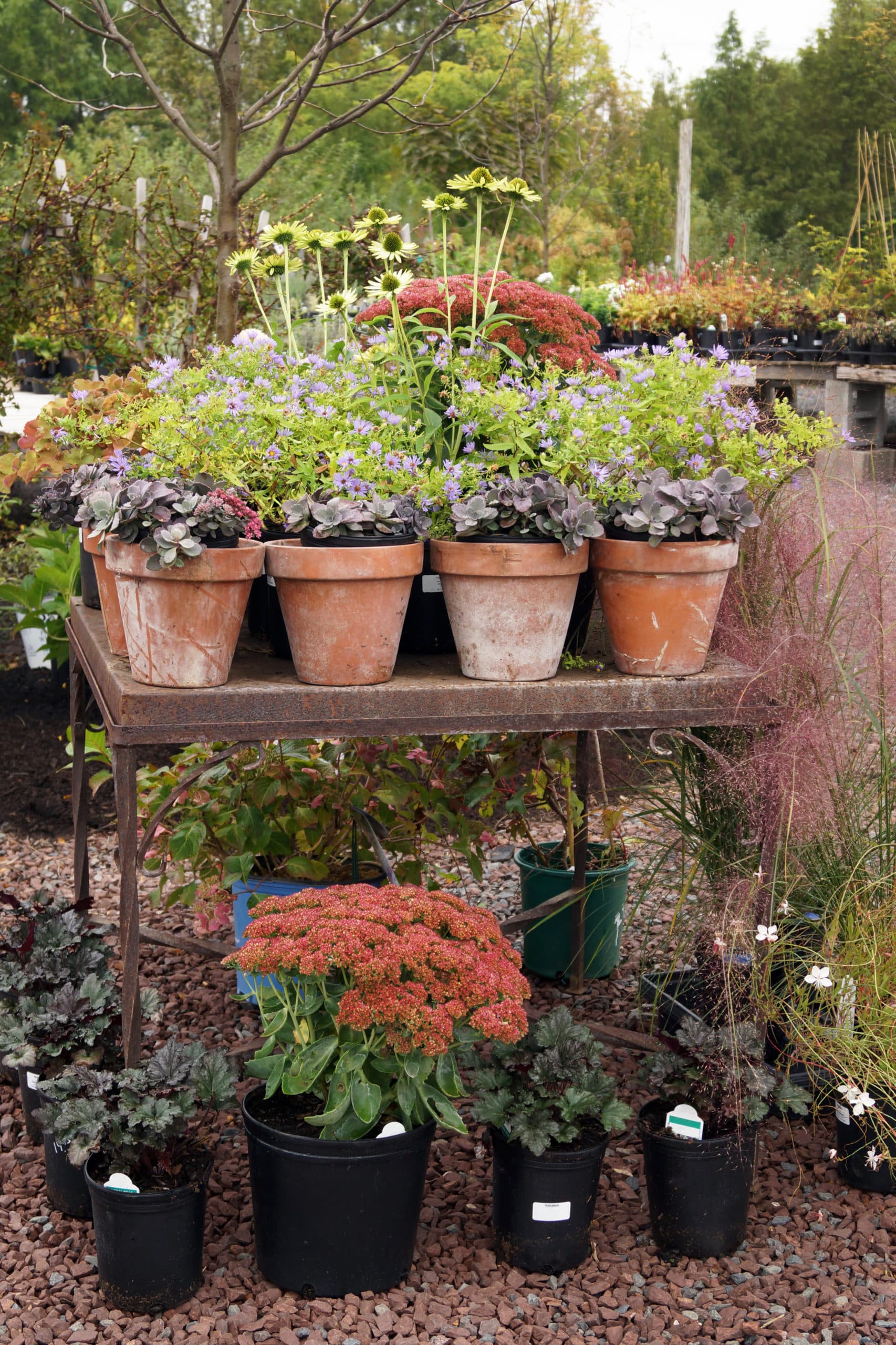 How to buy garden center plants like a pro (including at online plant