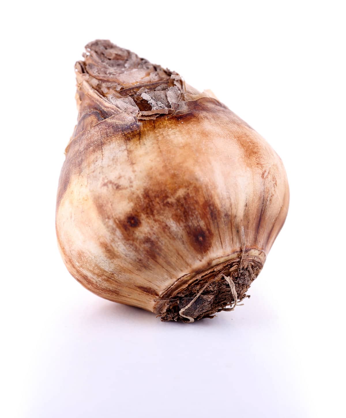 The Secret of Bulb Culture How to Tell a Good Flower Bulb from a Bad