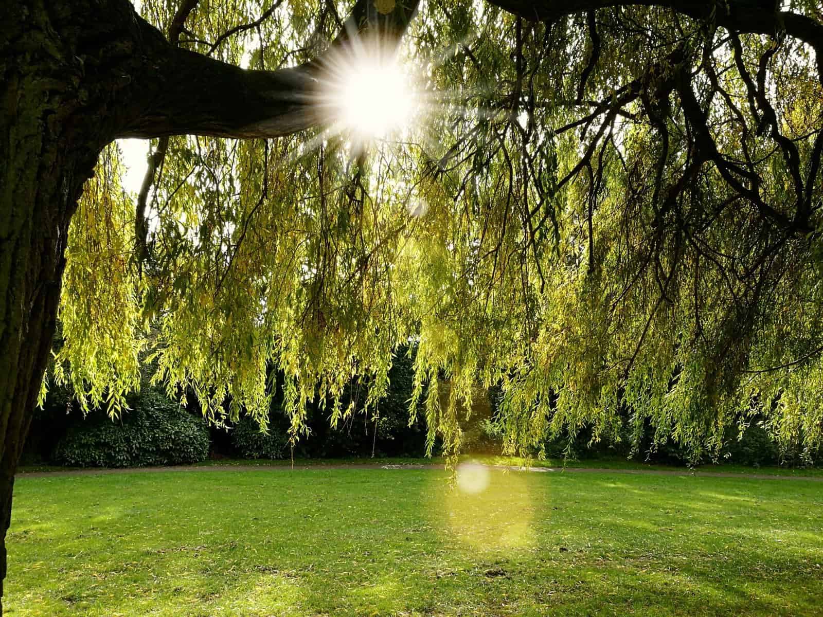 How to Plant and Grow a Living Willow Arbor Structure for under 50