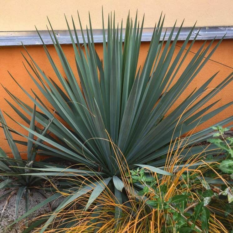 Why NOT plant more Blue Adam's Needle (Yucca filamentosa)? PITH