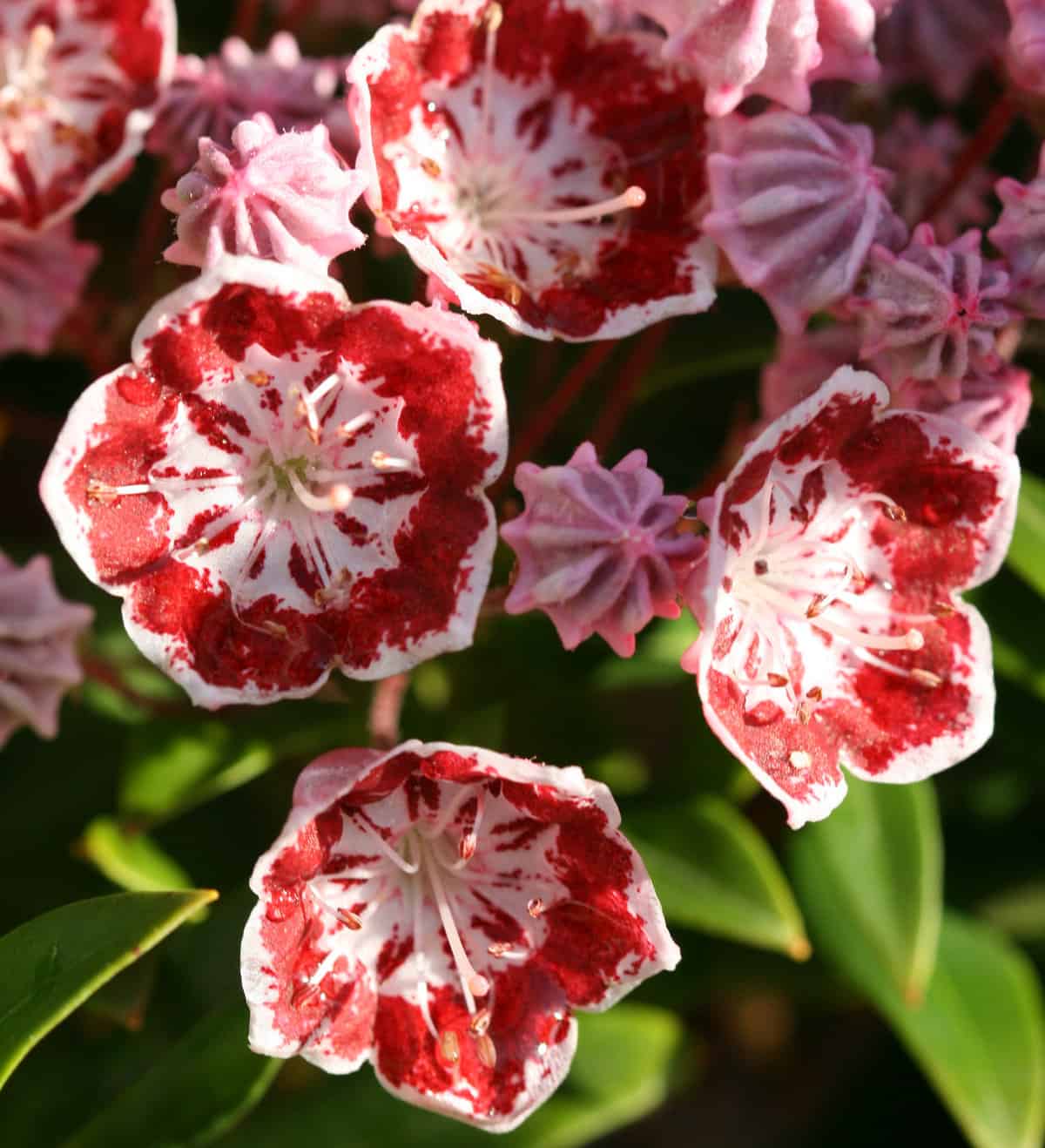 From Woodlands to Gardens The Appeal of Mountain Laurel (Kalmia