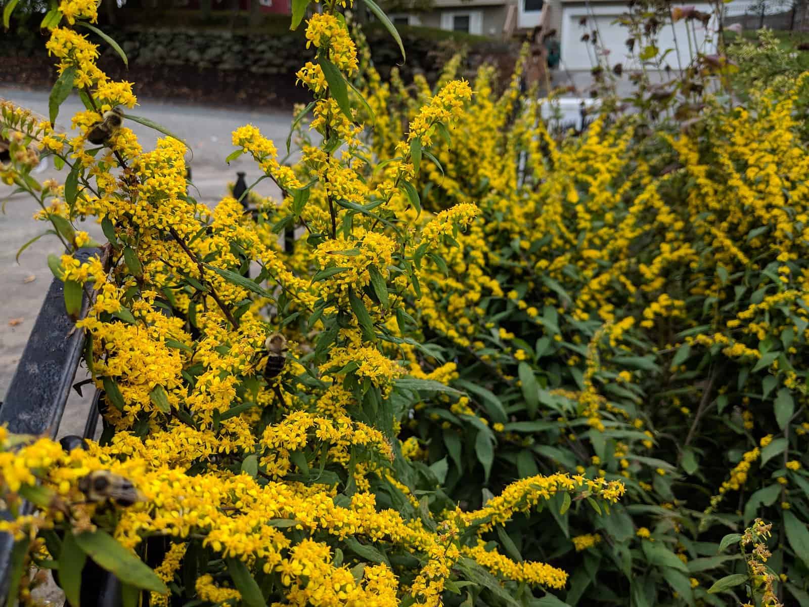 8 Best Goldenrod (Solidago) to Use In Your New England Native Garden