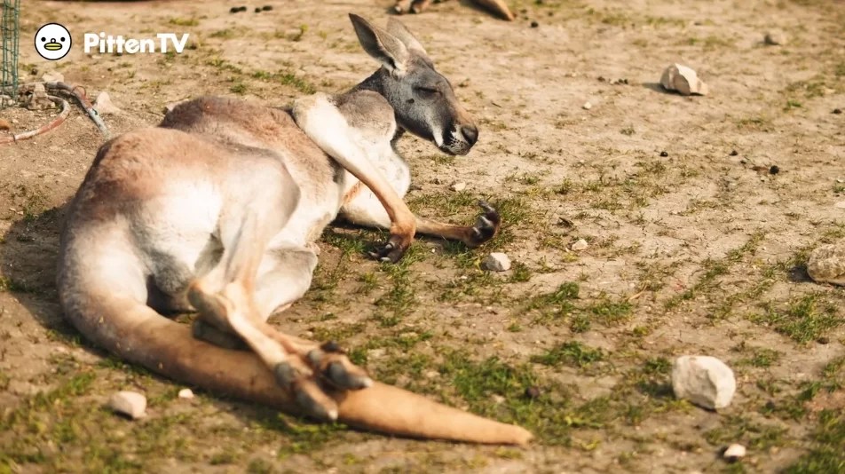 カンガルーを動画で見てみよう！ インターネット動物園『PITTEN ZOO（ピッテン・ズー）』 動物図鑑