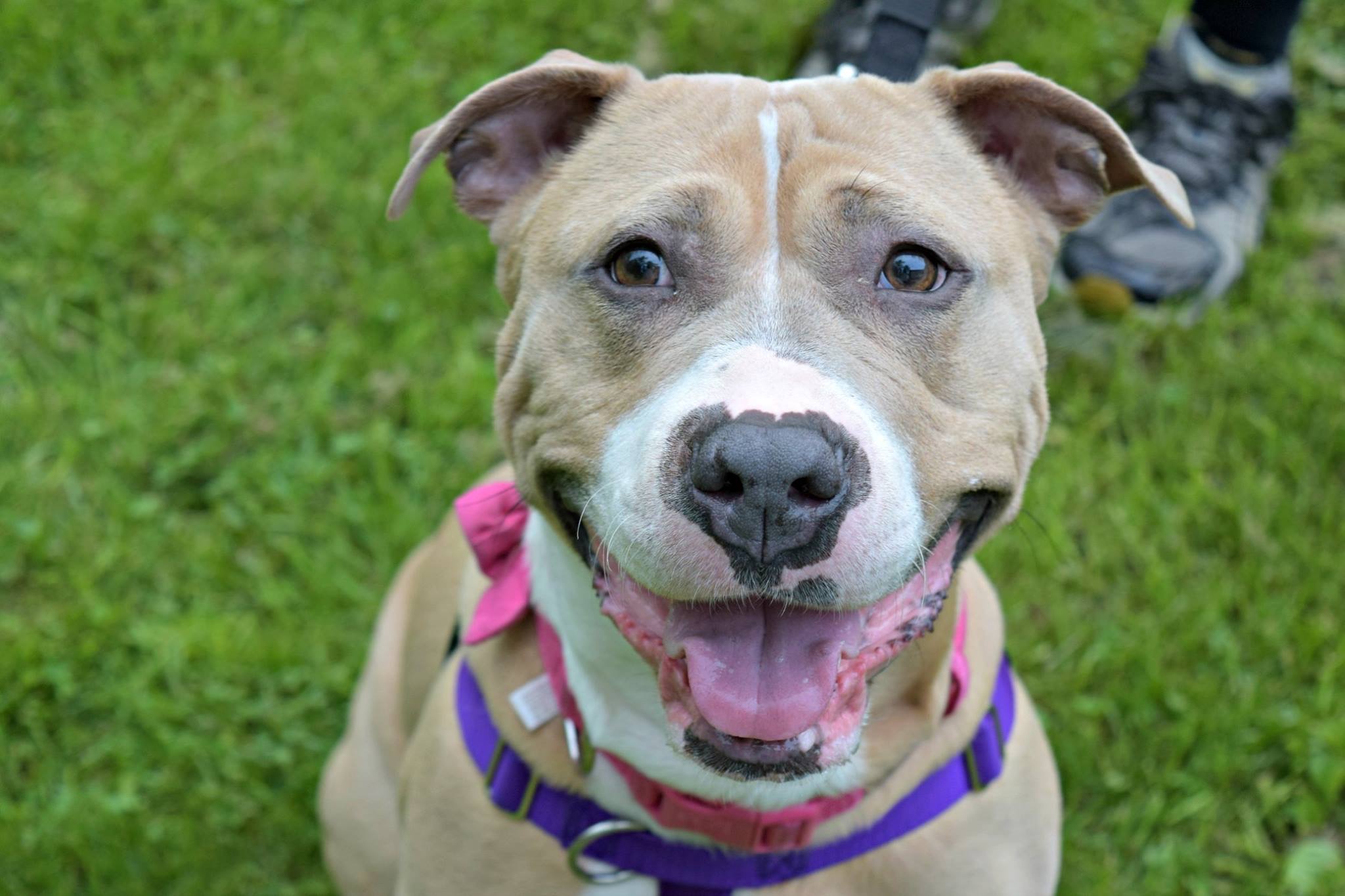 About Our Pit Bull Rescue Pitties.Love.Peace