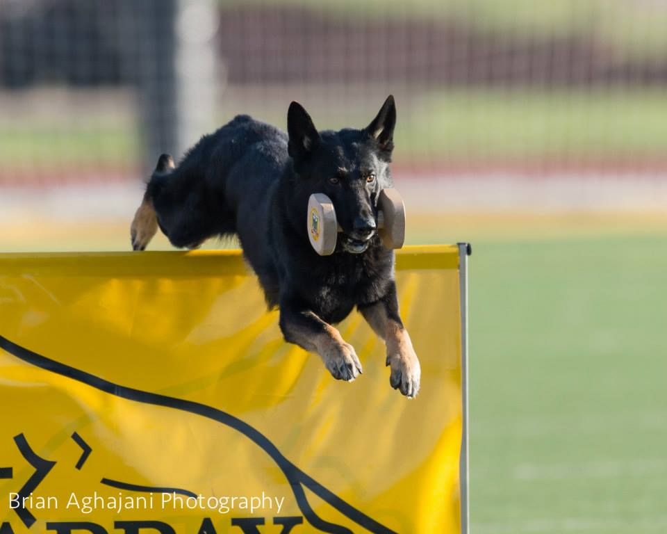 A Litter von Haus Hudak Pittsburgh Dog Training