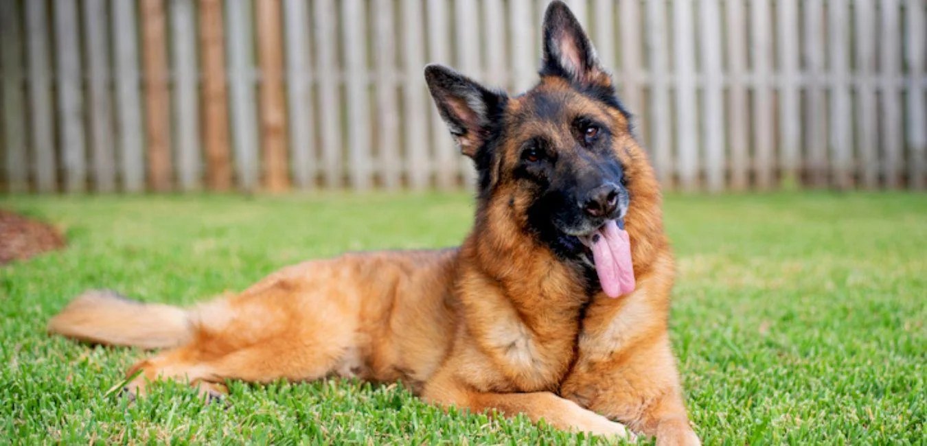 How to Properly Groom a German Shepherd Pitty Pets