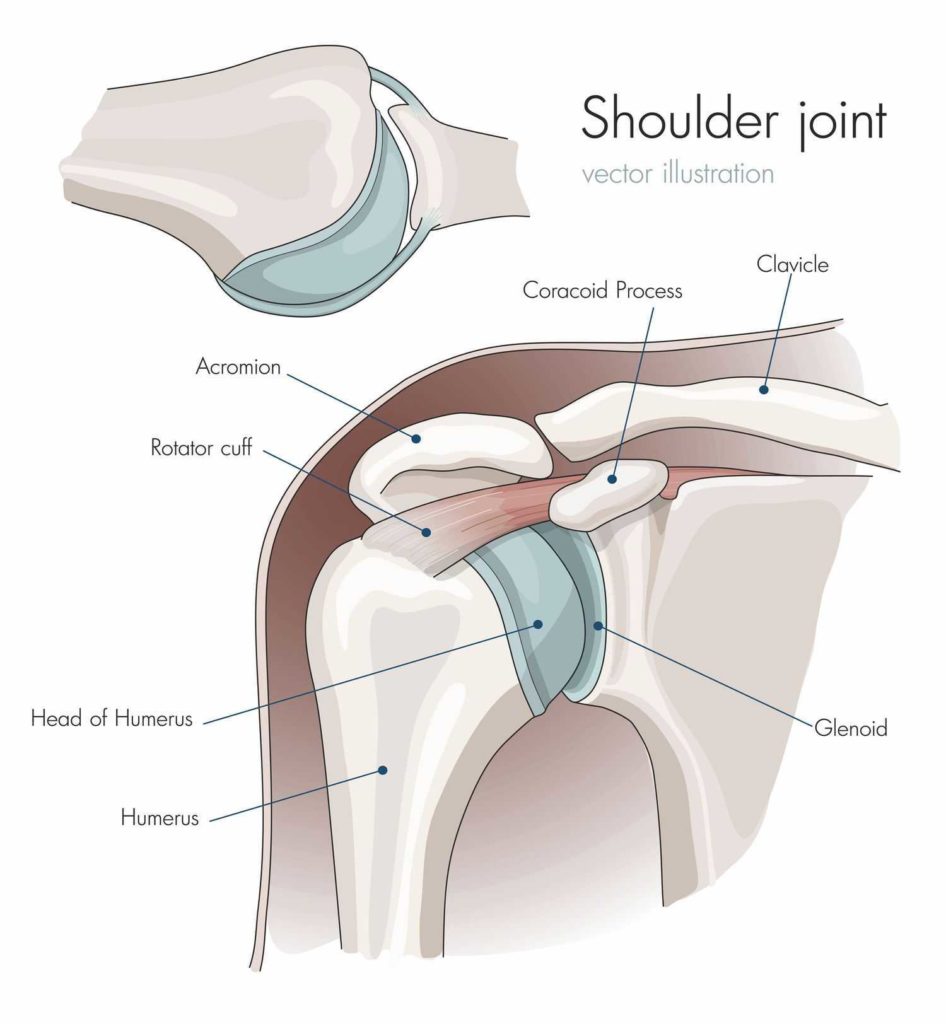 Rehab after shoulder dislocation Pivotal Physio