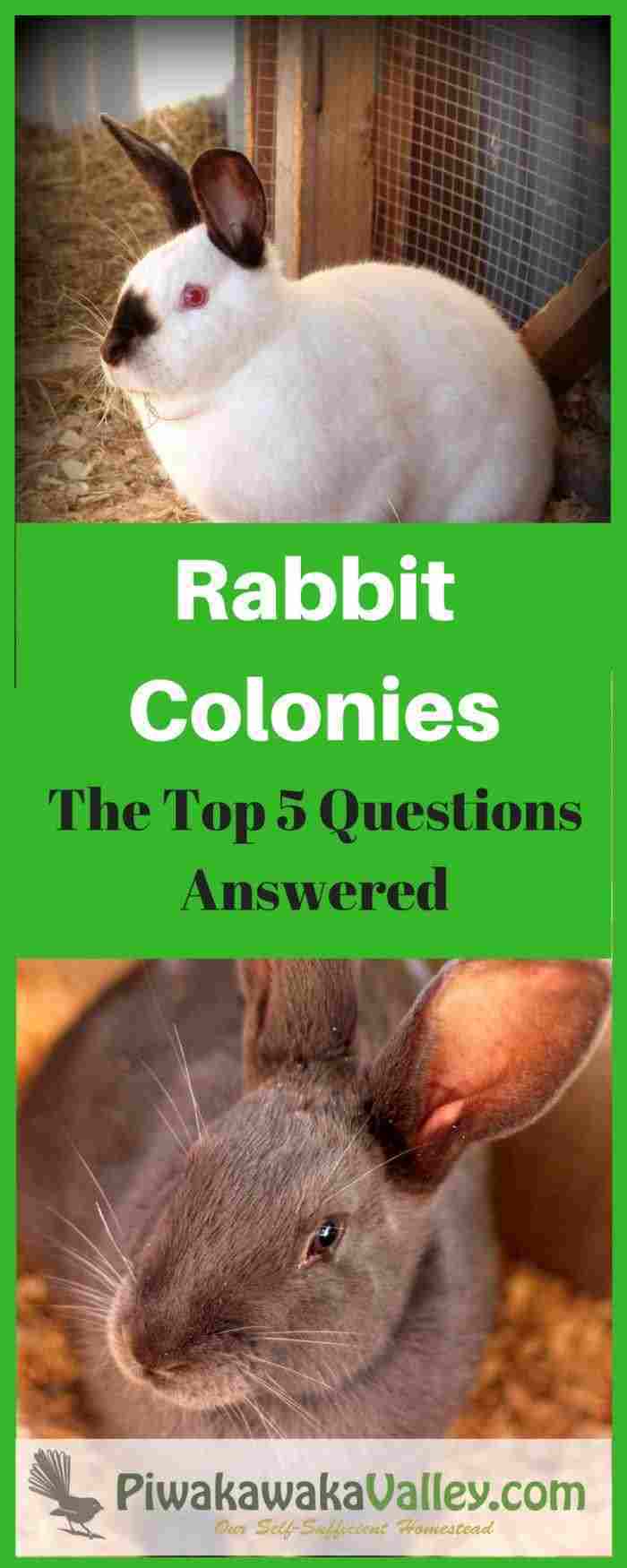 Keeping a Rabbit Colony The Top 5 Questions Answered!