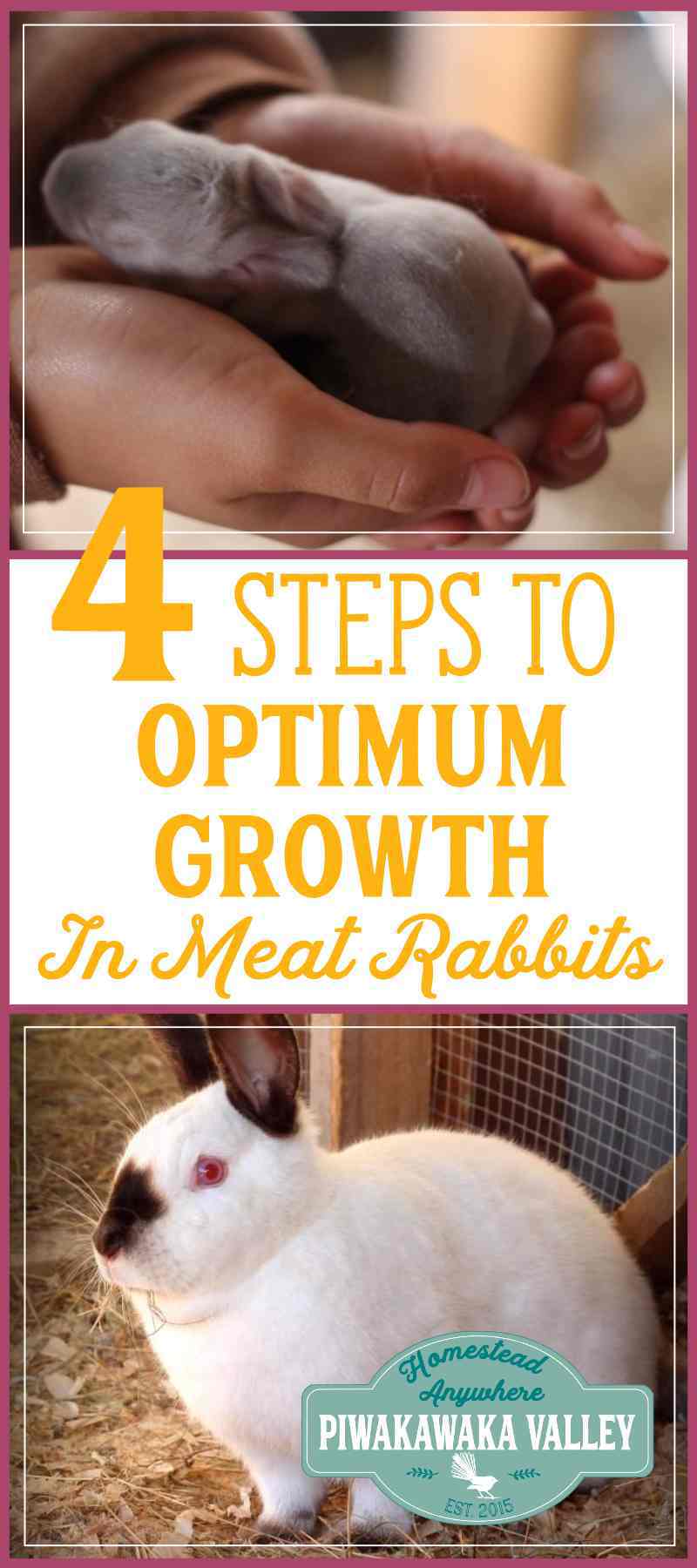 4 Steps to Ensure Optimum Growth in Meat Rabbits Growing Efficient