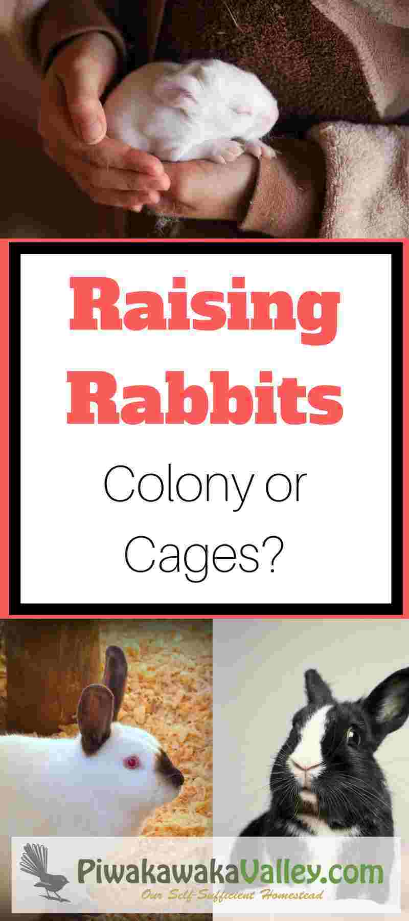 Colony vs Cage Rabbits What is the best way to raise rabbits?