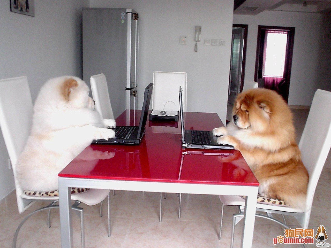 Informaticien quel boulot de chien