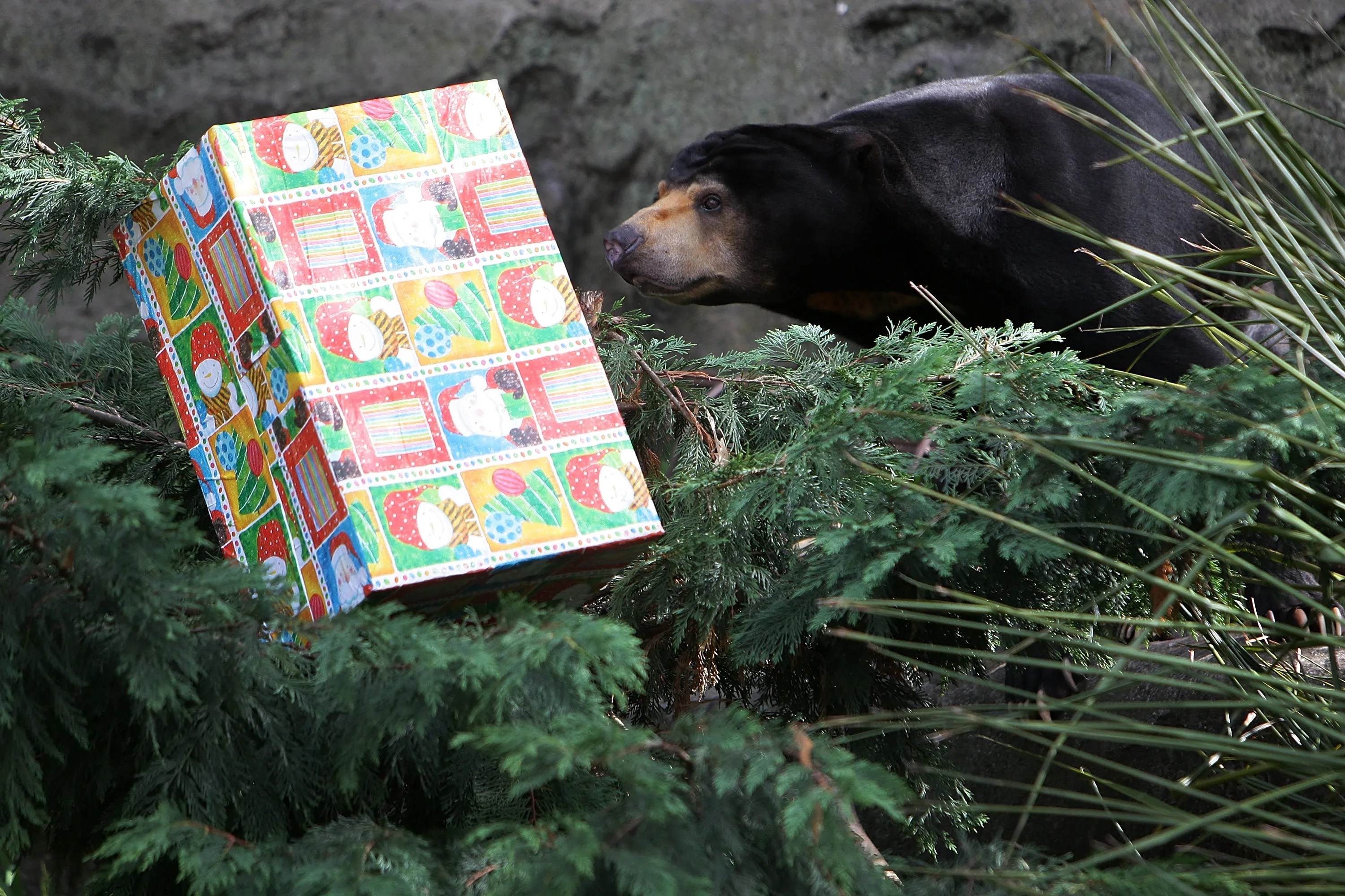 Taronga Zoo Animals Recieve Christmas Gifts