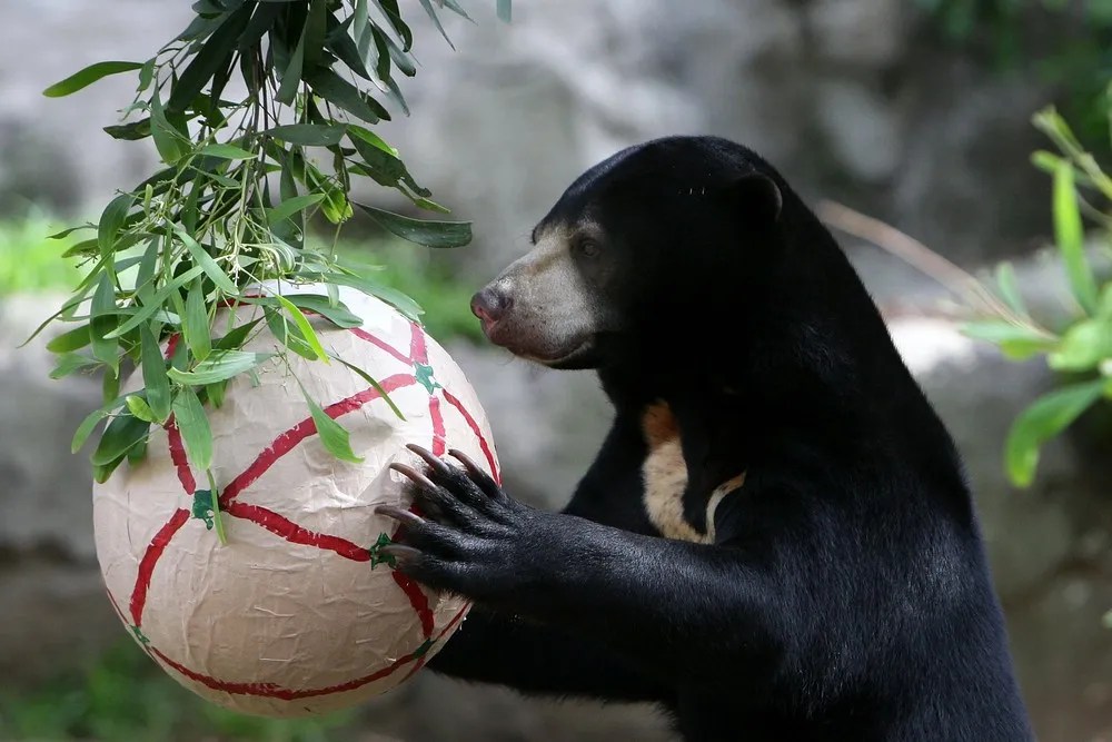 Taronga Zoo Animals Recieve Christmas Gifts