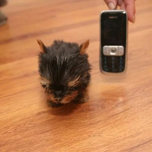 Terrier Meysi is the World’s Smallest Dog