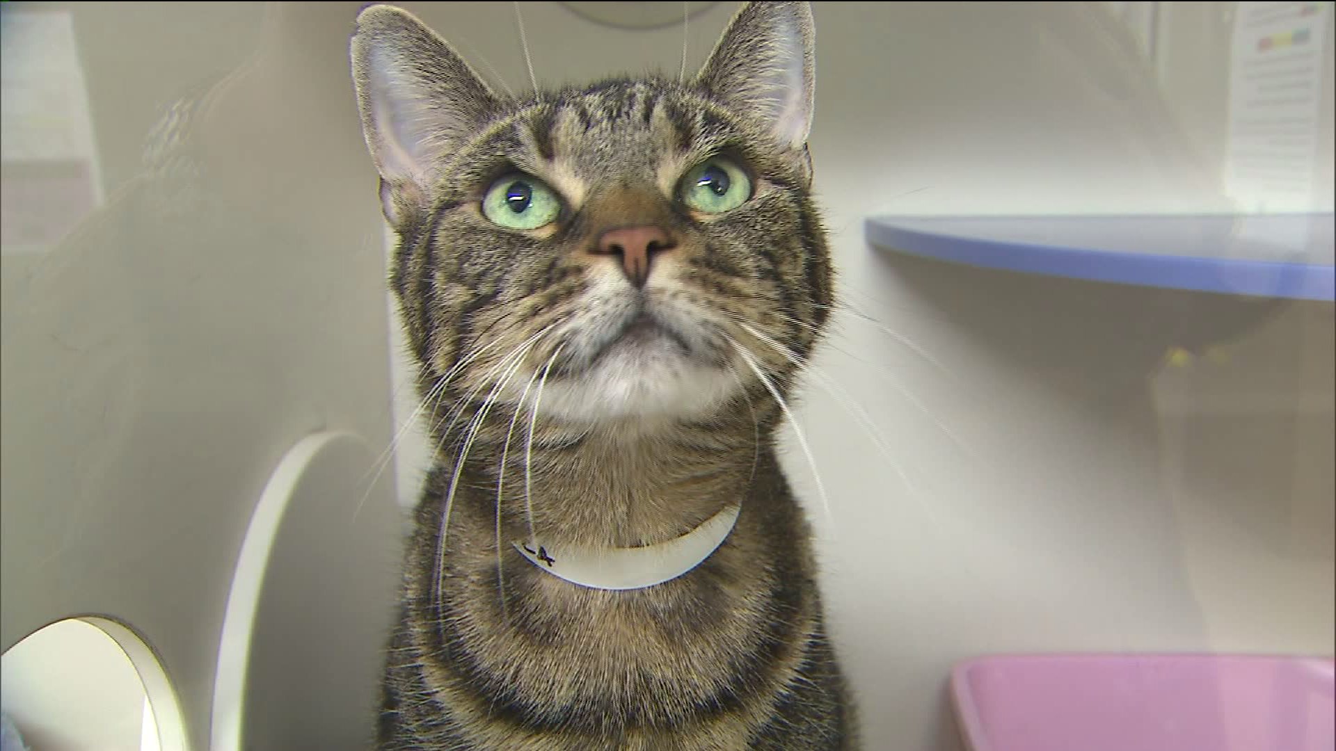 Photos Adorable kittens go up for adoption at new Queens