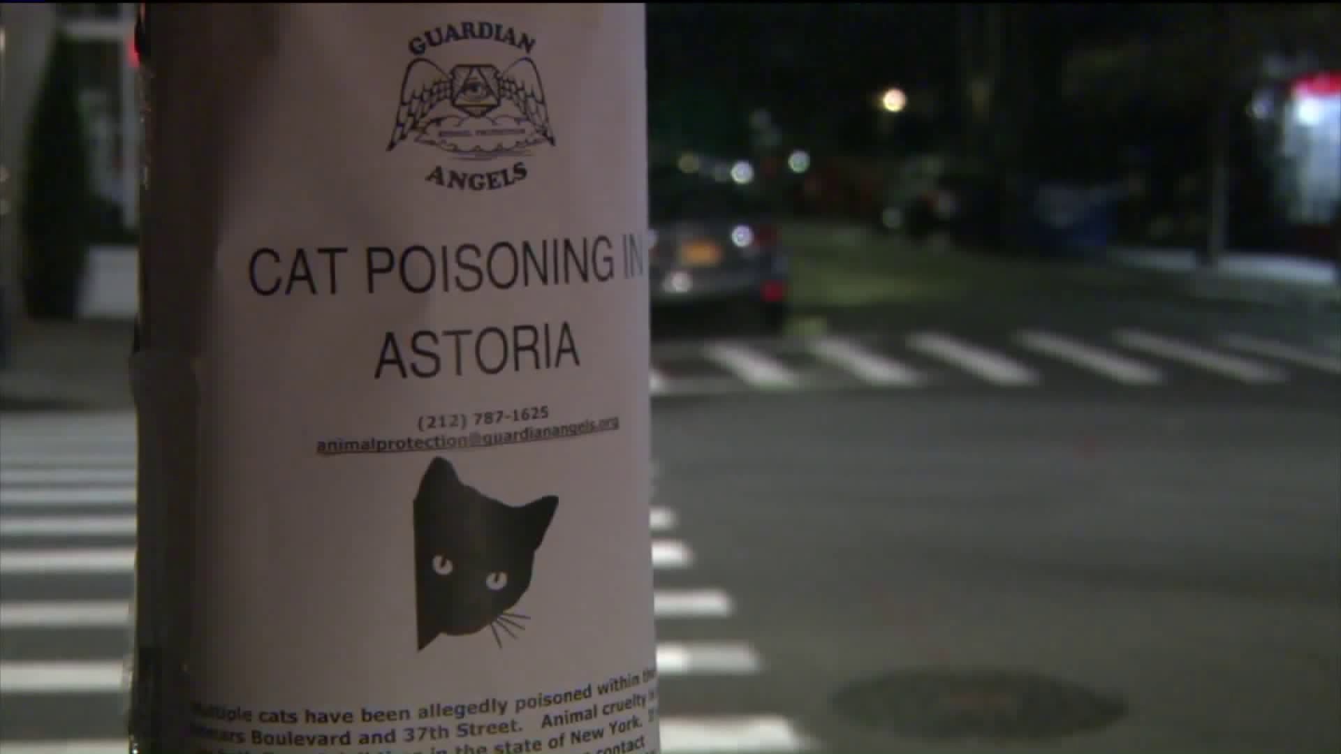 Catkilling mystery Stray cats found poisoned in Astoria PIX11