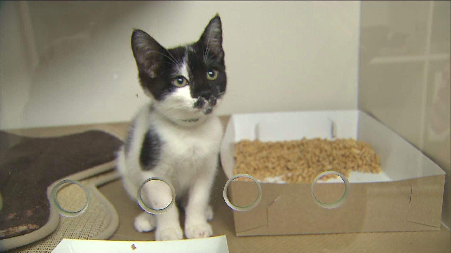 Photos Adorable kittens go up for adoption at new Queens shelter