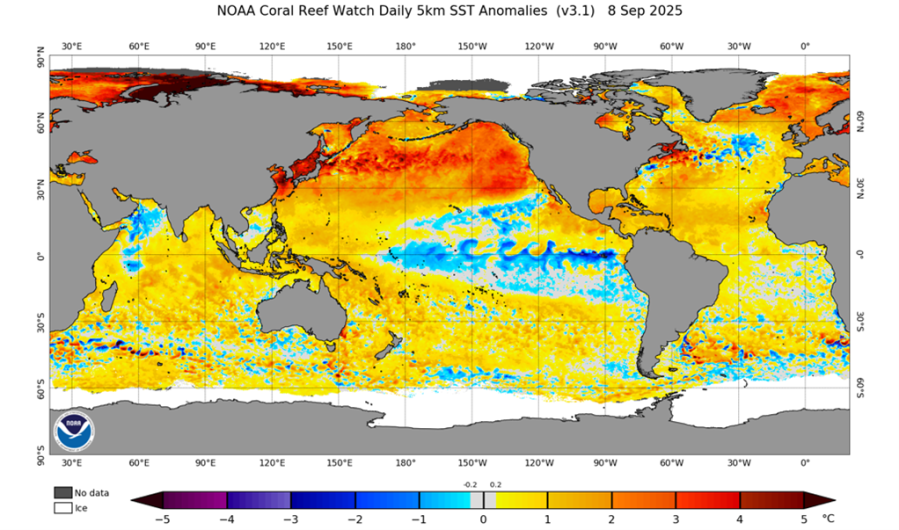 Mysterious ‘warm blob’ re-emerges in Pacific Ocean, long-term impacts expected