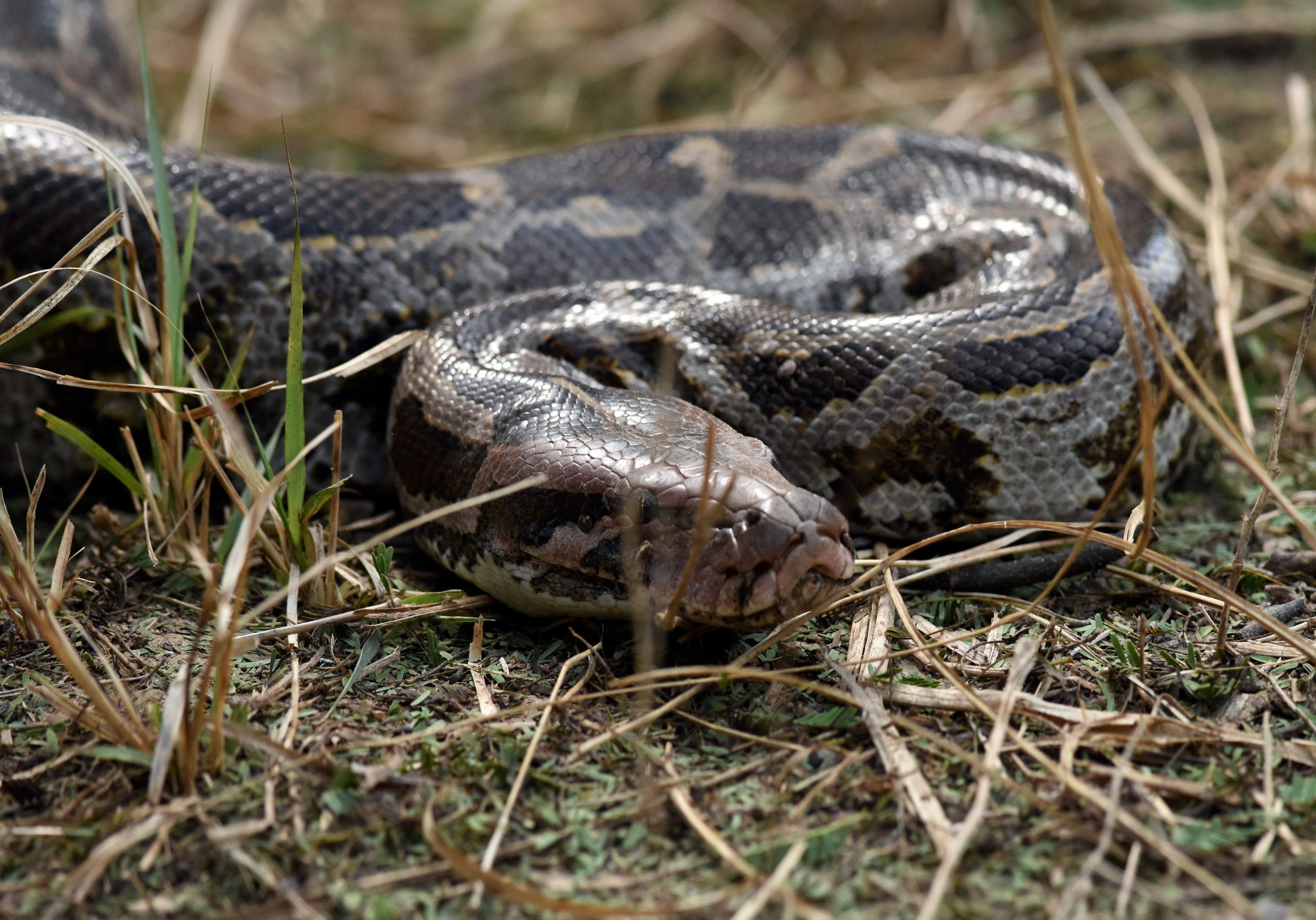 Python Closeup PixaHive