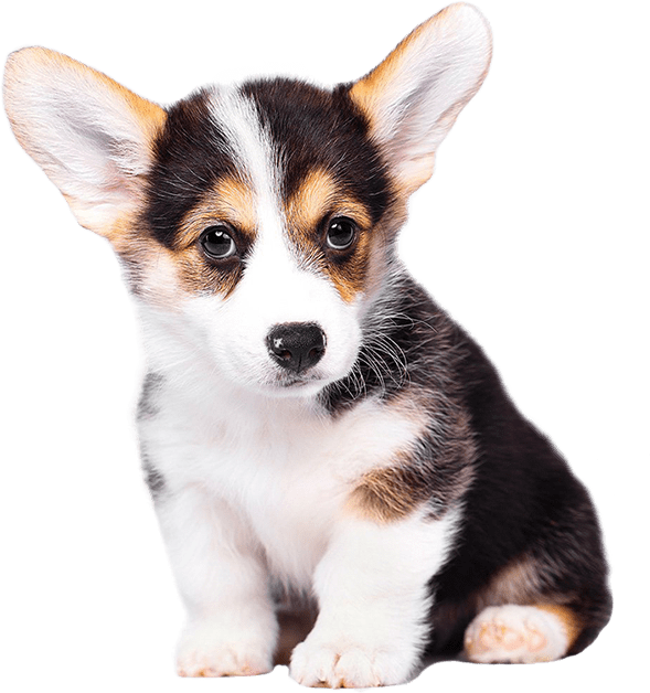 Dog Boarding Arlington TX Pixee's Paws Pet Palace Boarding for Dogs