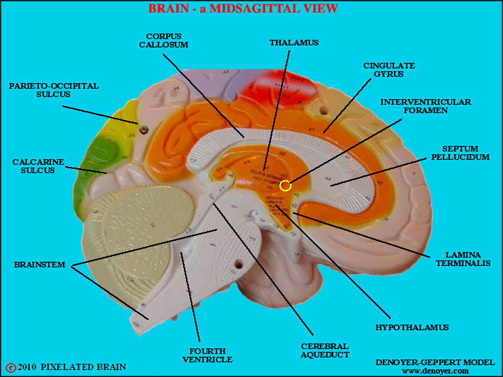 Pixelated Brain a model showing a midsagittal view of the brain