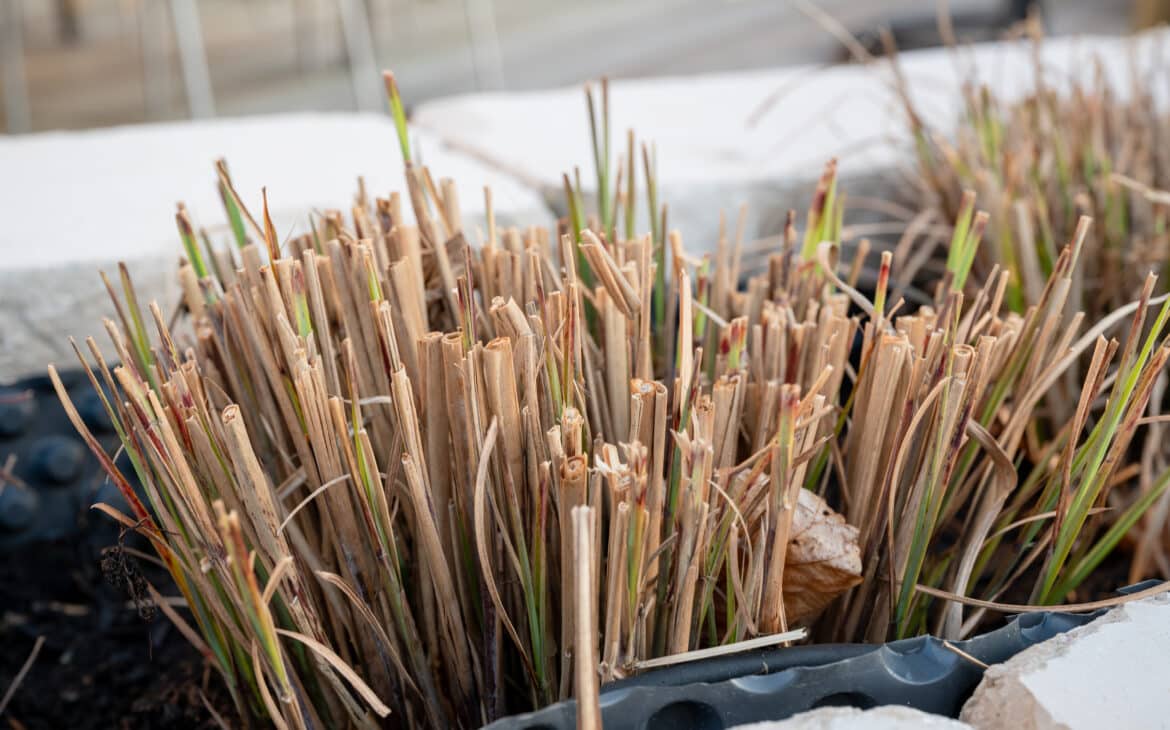Wann sollte man Zebragras (Miscanthus Sinensis) zurückschneiden? Pixelfriedhof