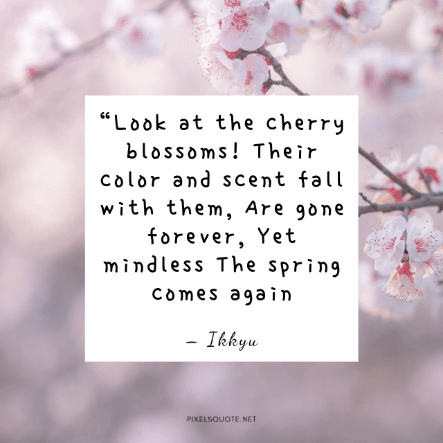 Cherry Blossom Quotes with Beautiful Images