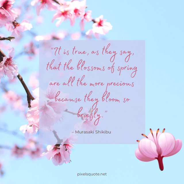 Cherry Blossom Quotes with Beautiful Images