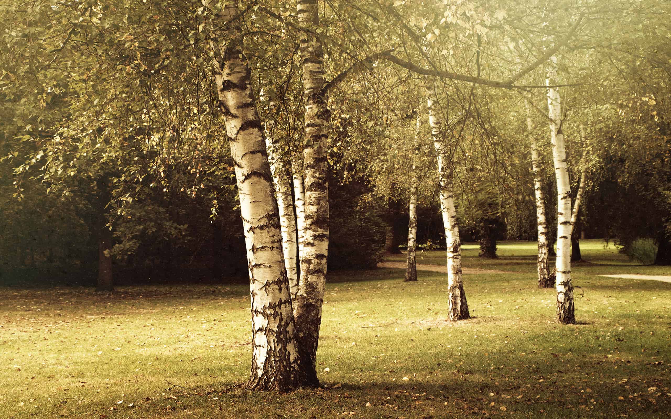 Birch Images Free Download