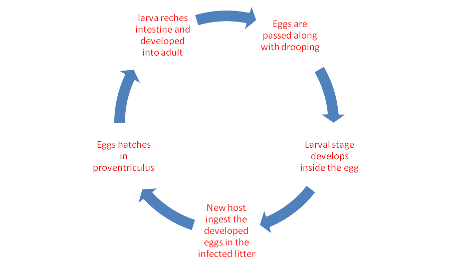 Round Worms in Poultry Pixie Expomedia Pvt Ltd