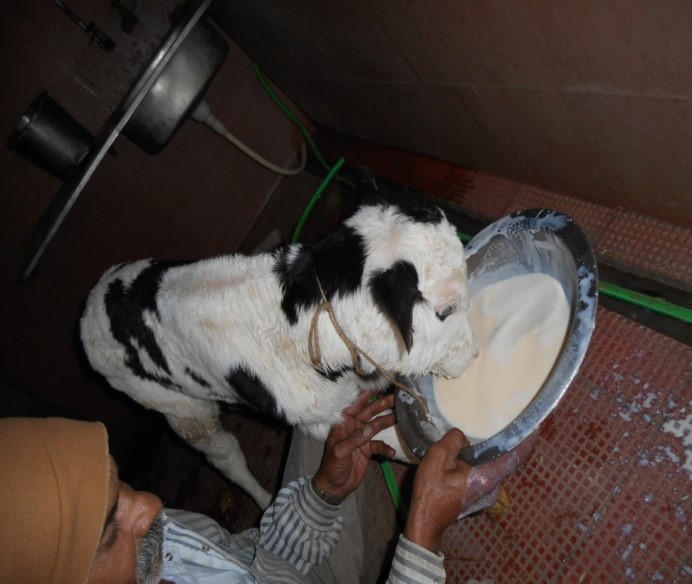 IMPORTANCE OF COLOSTRUM IN CALF MANAGEMENT Pixie Expomedia Pvt Ltd