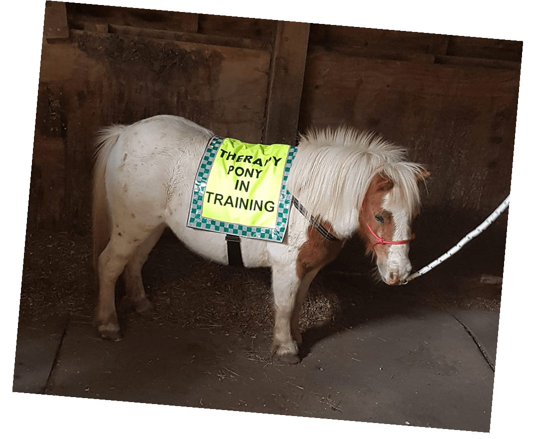 What is Pony Therapy? Pixie and Pickles Adventures