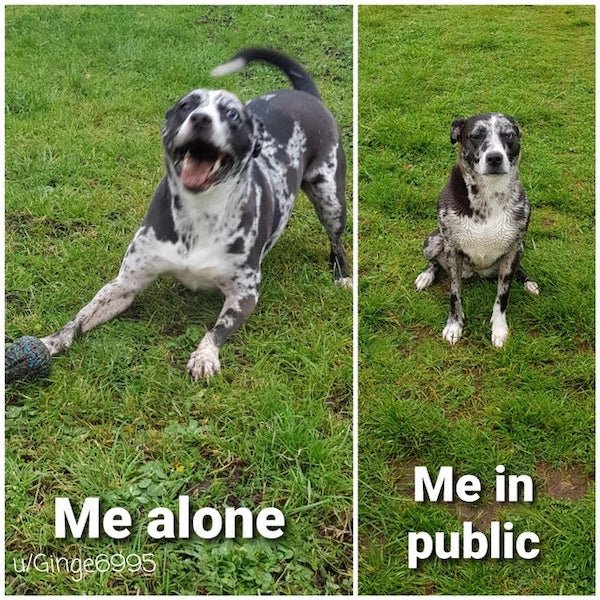 Pet Owners Memes Fun