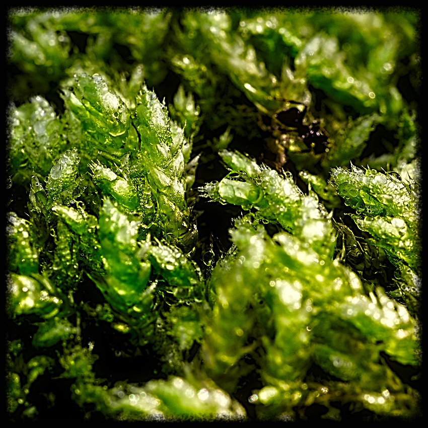 Into wet moss... Showcase discuss.pixls.us