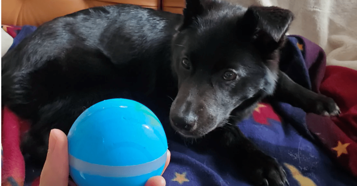BarxBuddy Busy Ball Review Pet's Favorite 2024! 🐾 Pixoneye