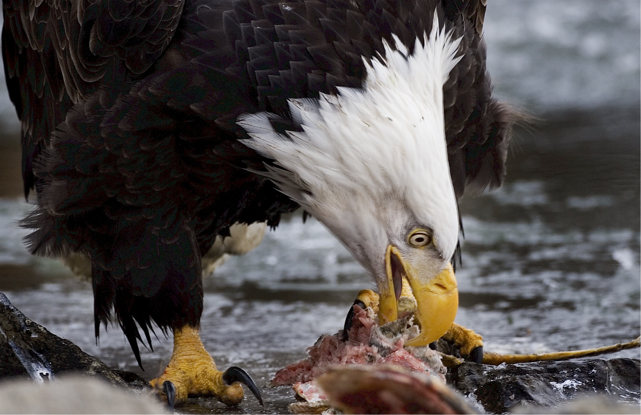 Eagle Gallery american bald eagle diet