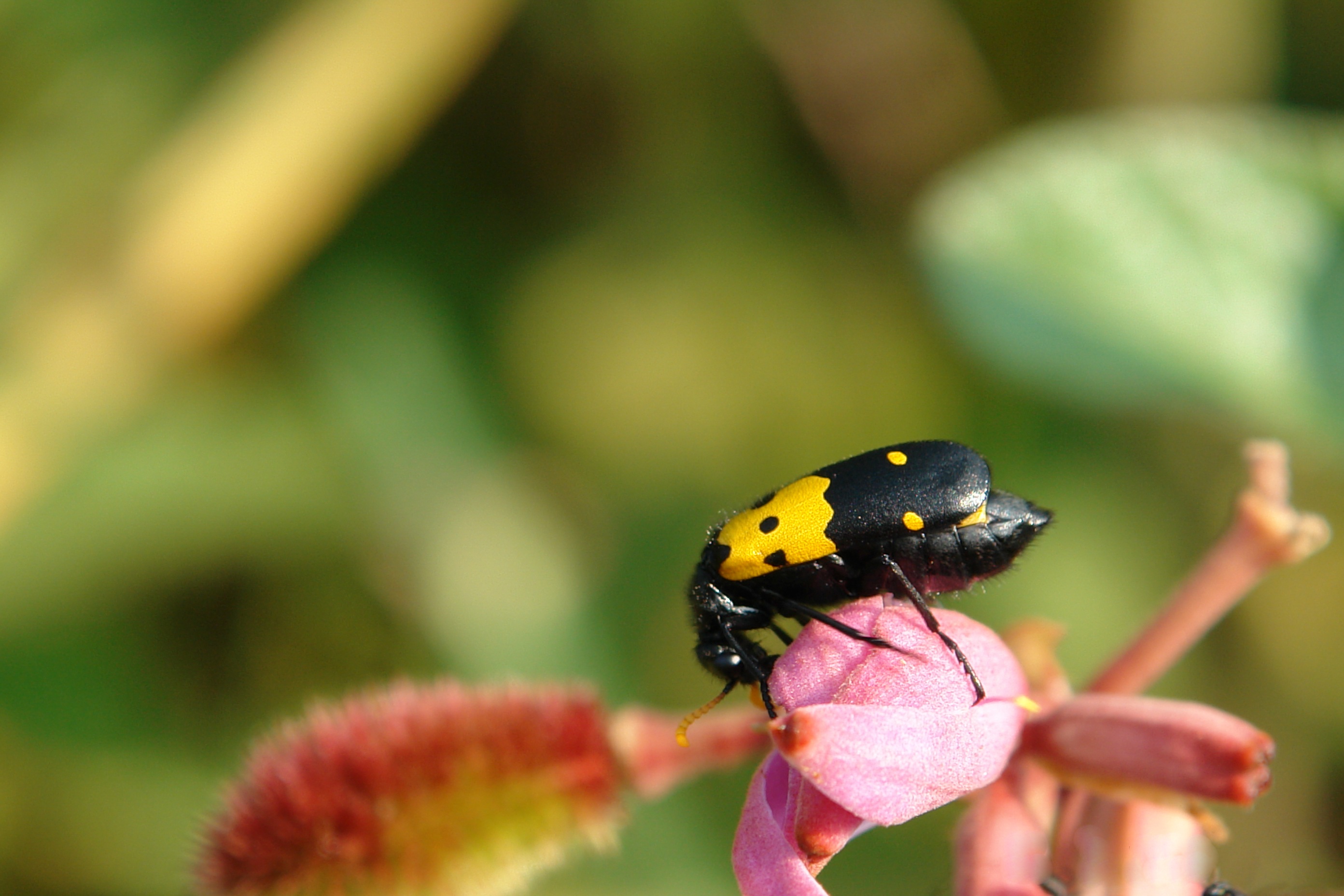 Dollzis Black And Yellow Bug