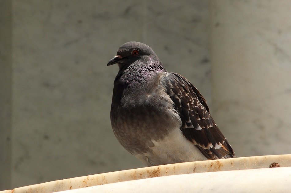 Thick gray dove free image download