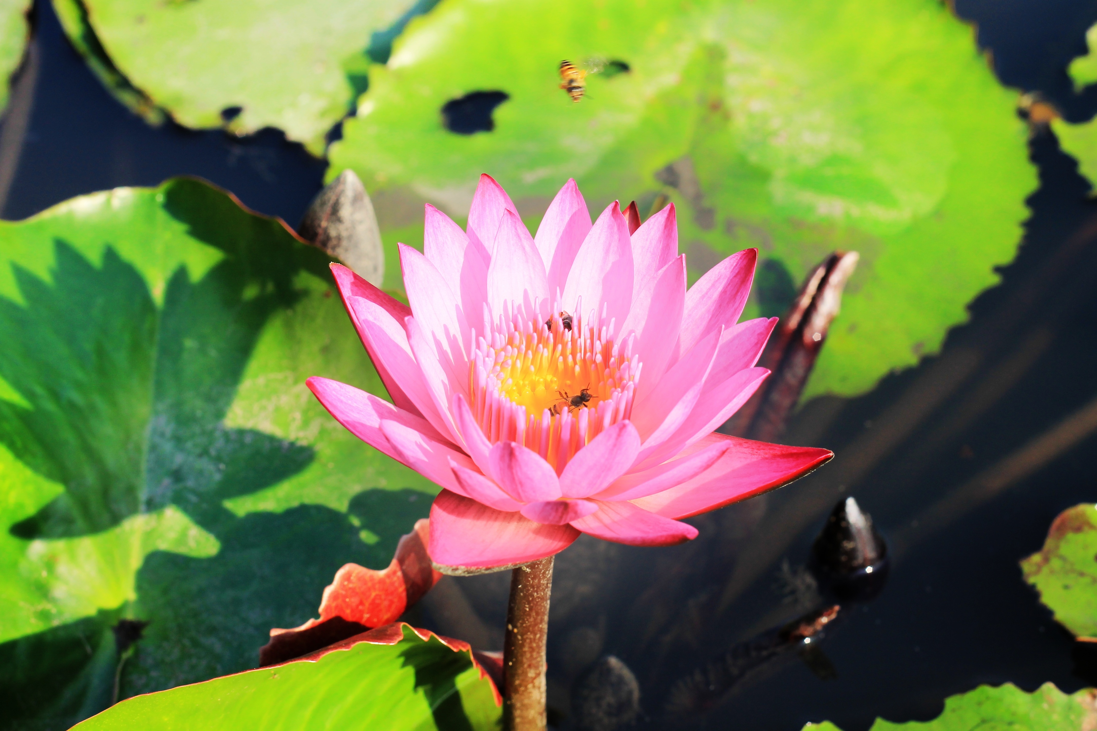 Beautiful lotus flowers thailand free image