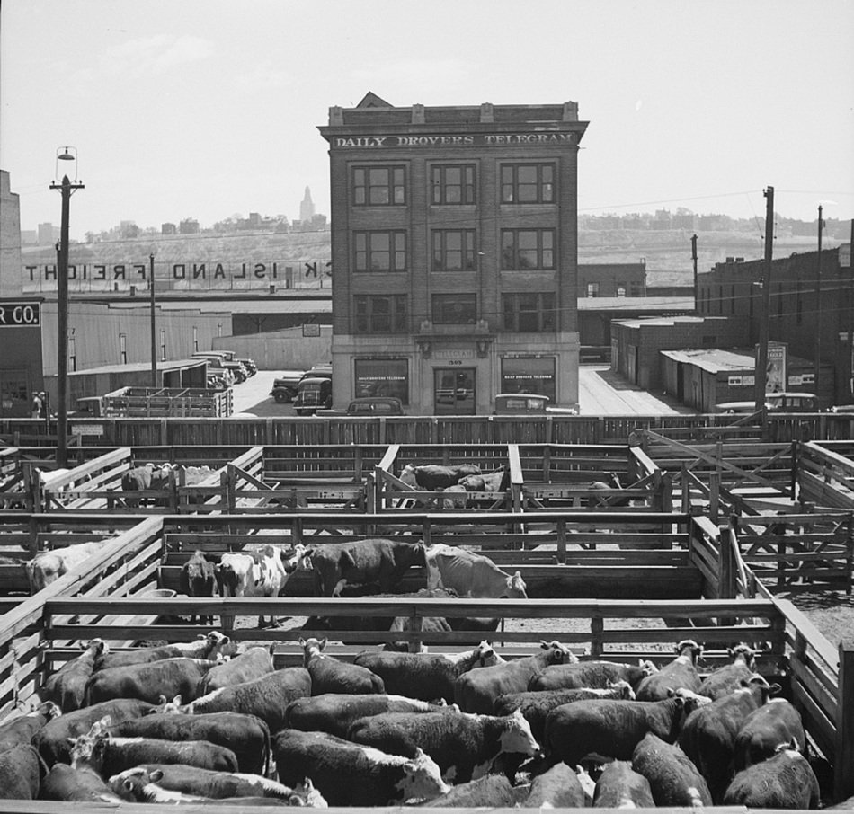 Cattle at stockyards, usa, missouri, kansas city free image download