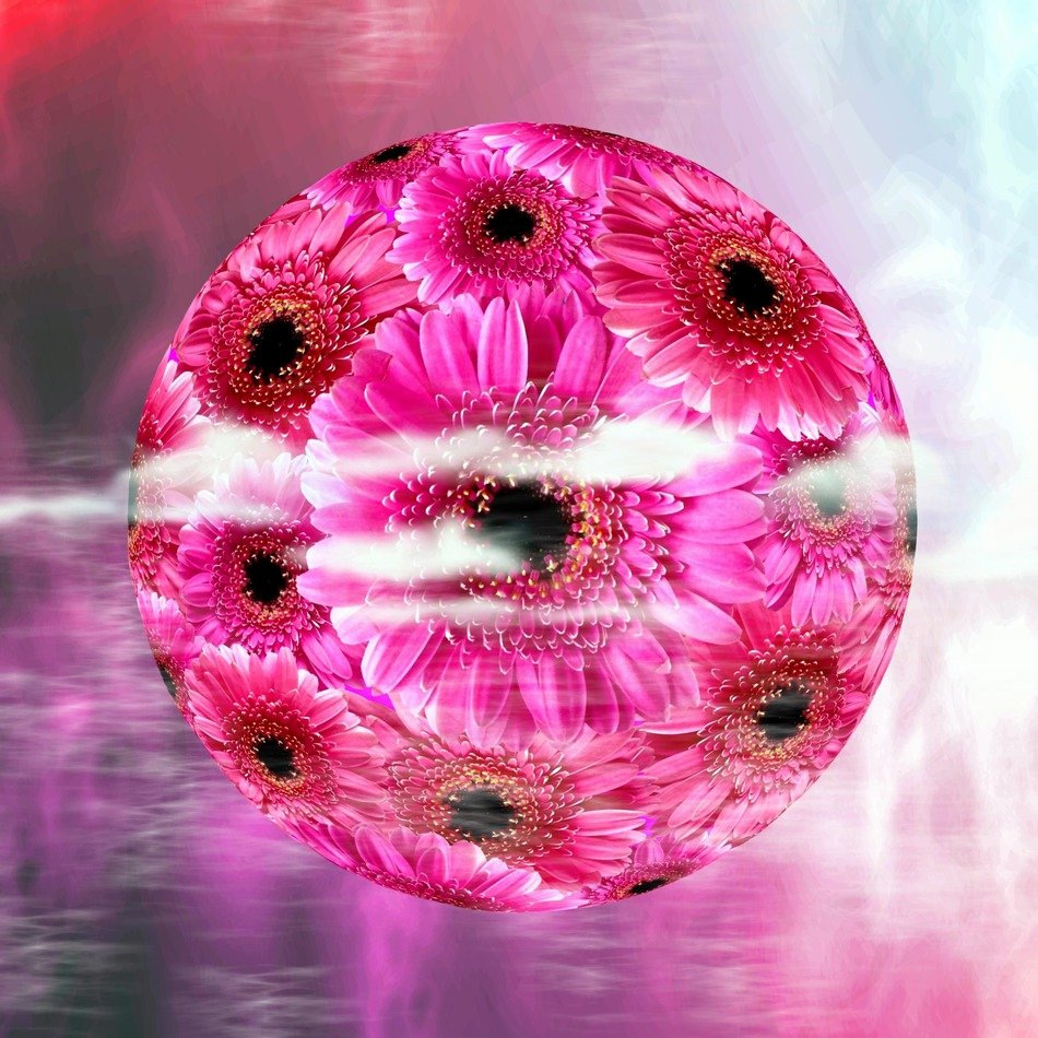 Pink gerbera flower blossom free image download