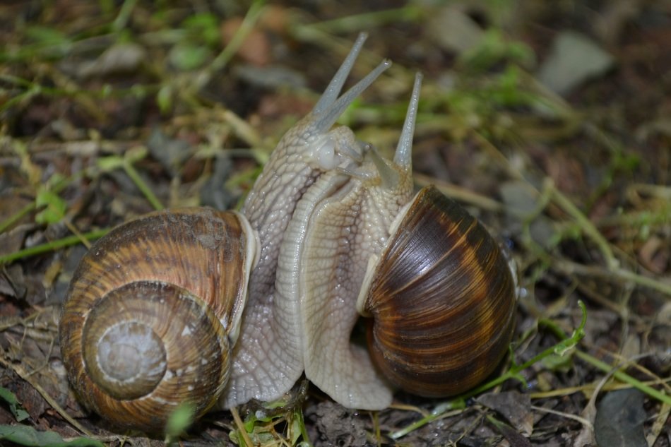 Snails demonstrate love free image download