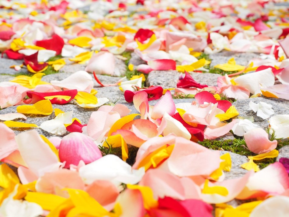 Rose petals on the floor free image download