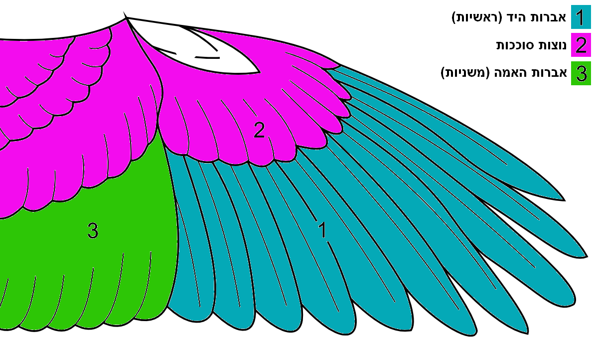 Eagle Wingspan Drawing