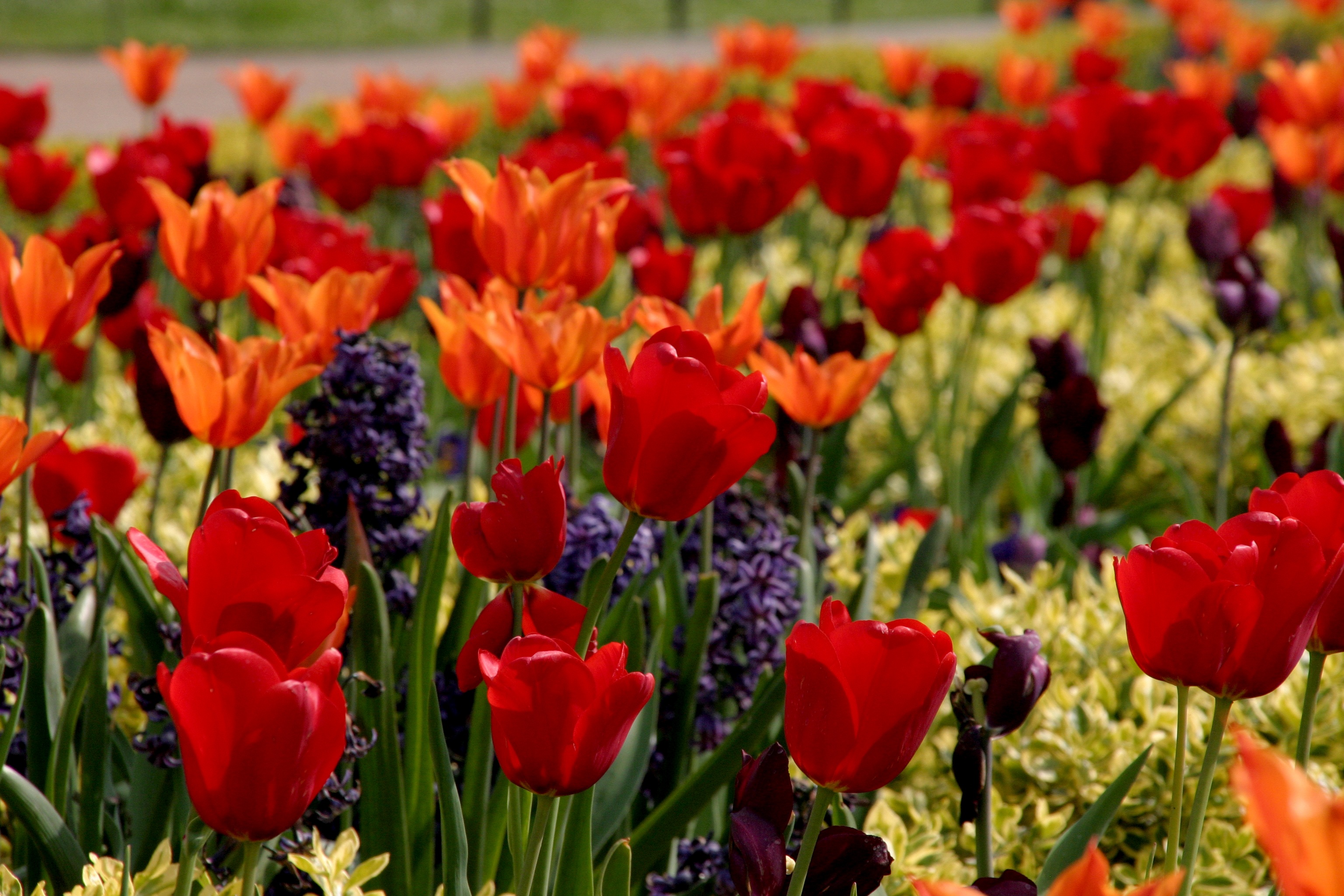 Many flowers tulips free image download