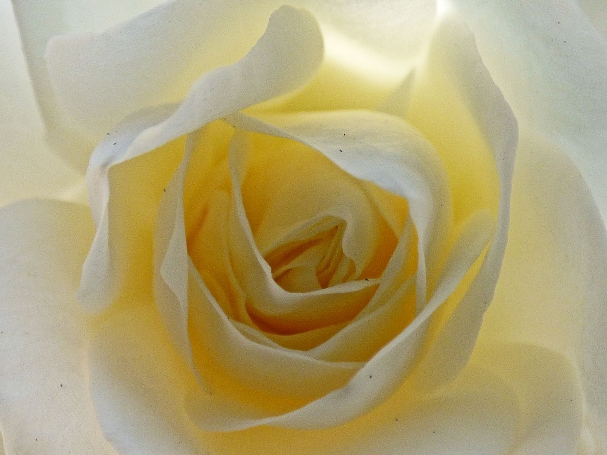 White rose in the daylight free image download